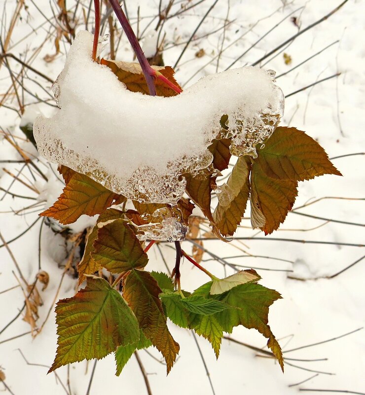 Листочки под снежной короной - Андрей Снегерёв