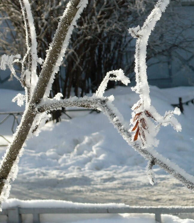 Зимняя красота - Вера Щукина