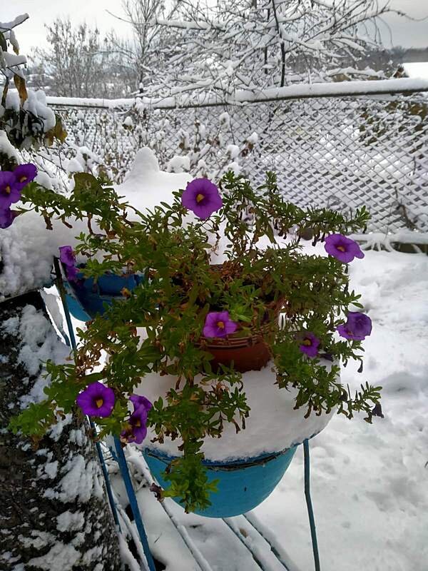 Цветы и первый снег - Сеня Белгородский