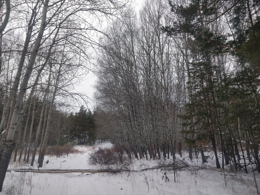 В снегах лес Каркаралов - Андрей Хлопонин