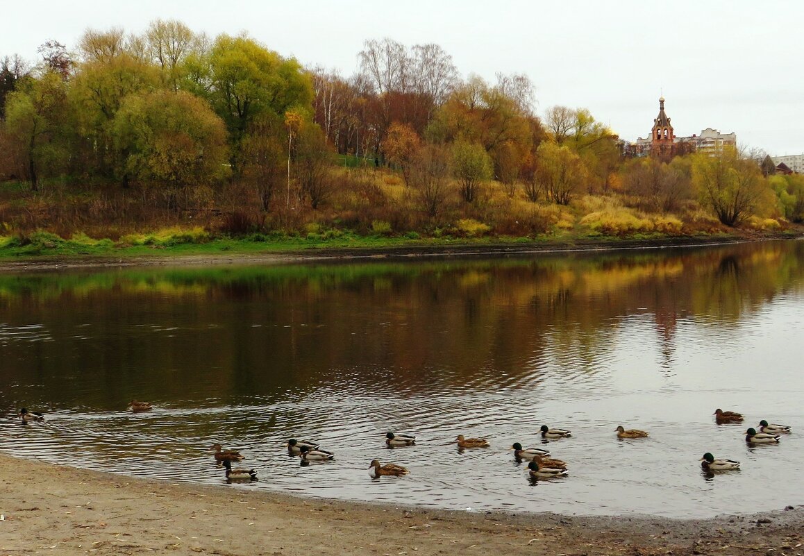 Утки на озере - Андрей Снегерёв