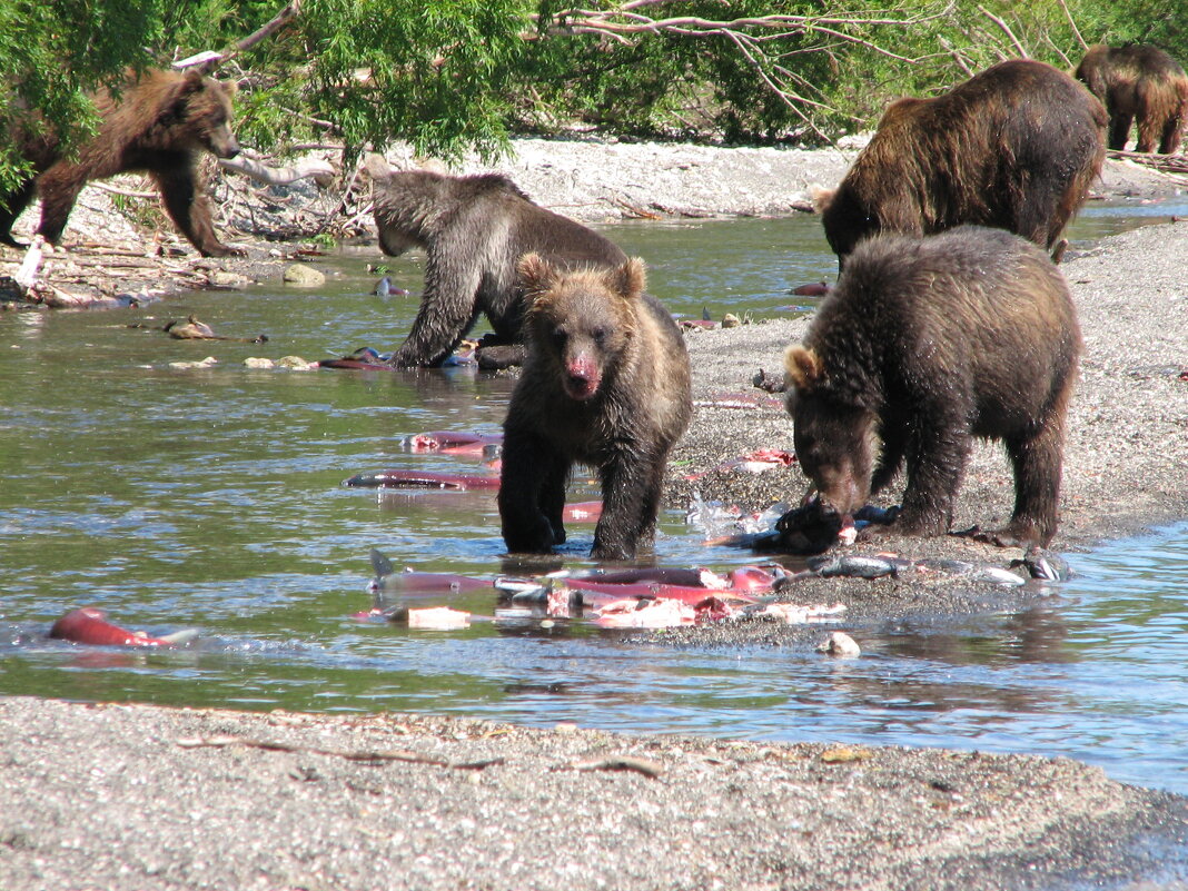 медведи Курильского озера - Александр Белов