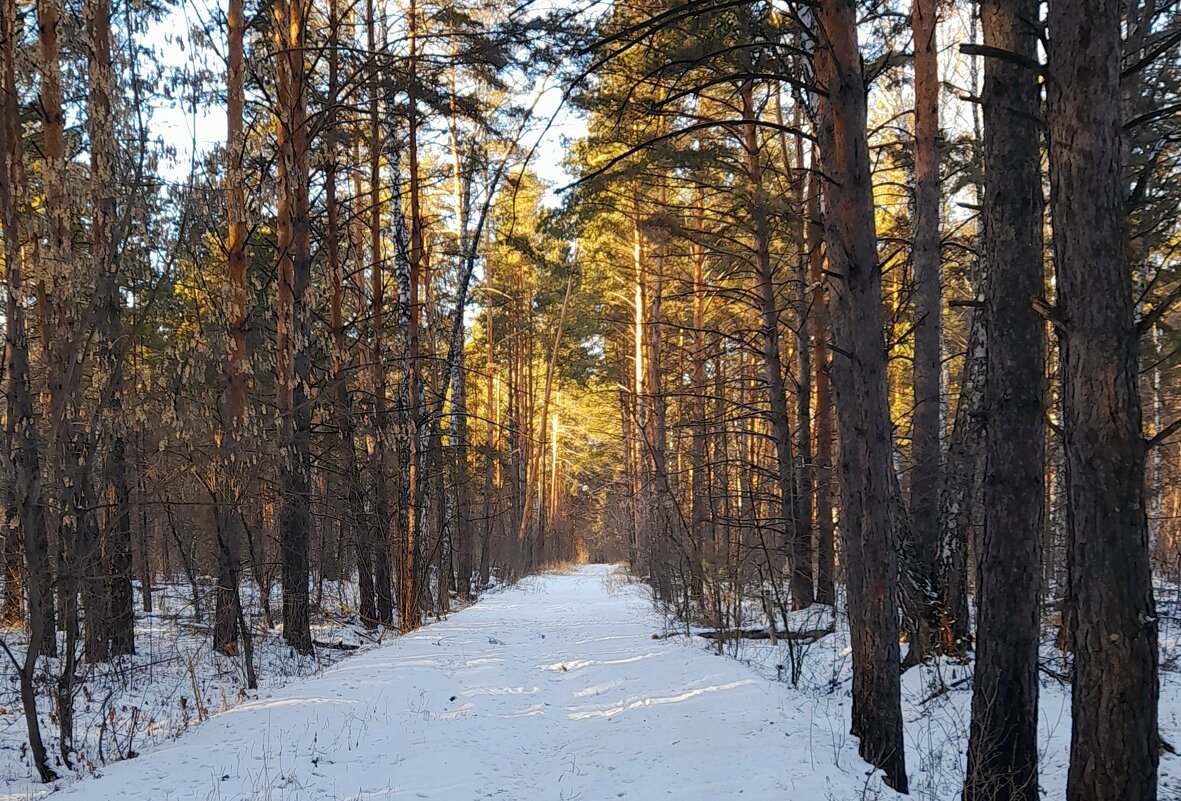 Лесными дорогами . - Мила Бовкун