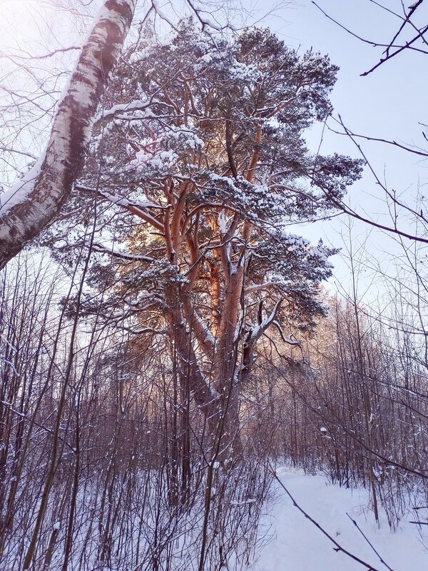 Сосна - Сергей 