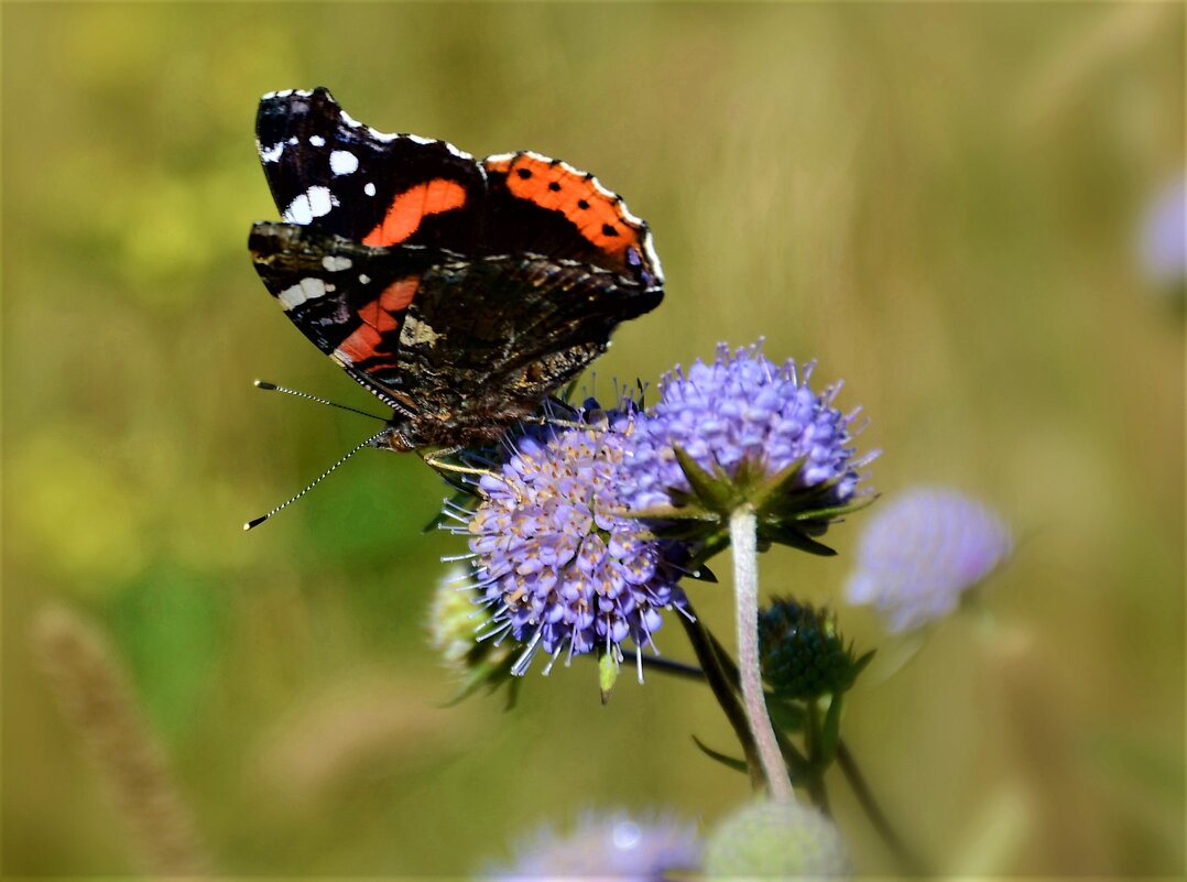 Яркая бабочка села на скромный цветок... - Ольга Русанова (olg-rusanowa2010)