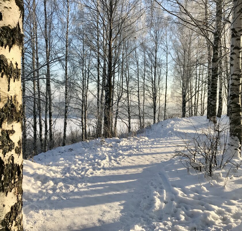 Берёзовая аллея - Татьяна 