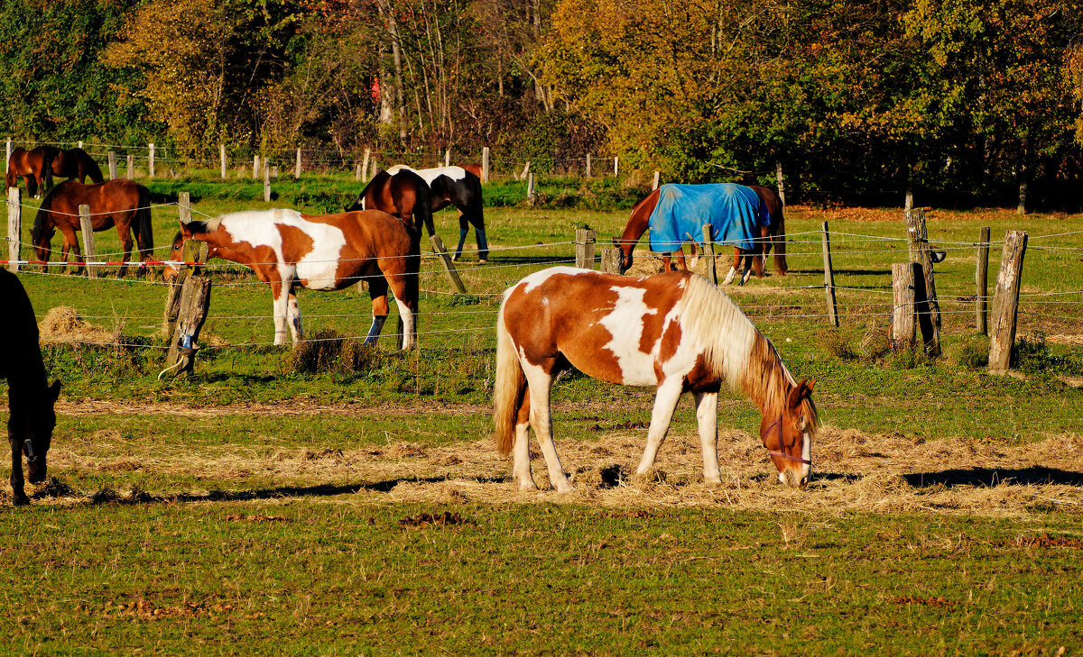 *** - Witalij Loewin