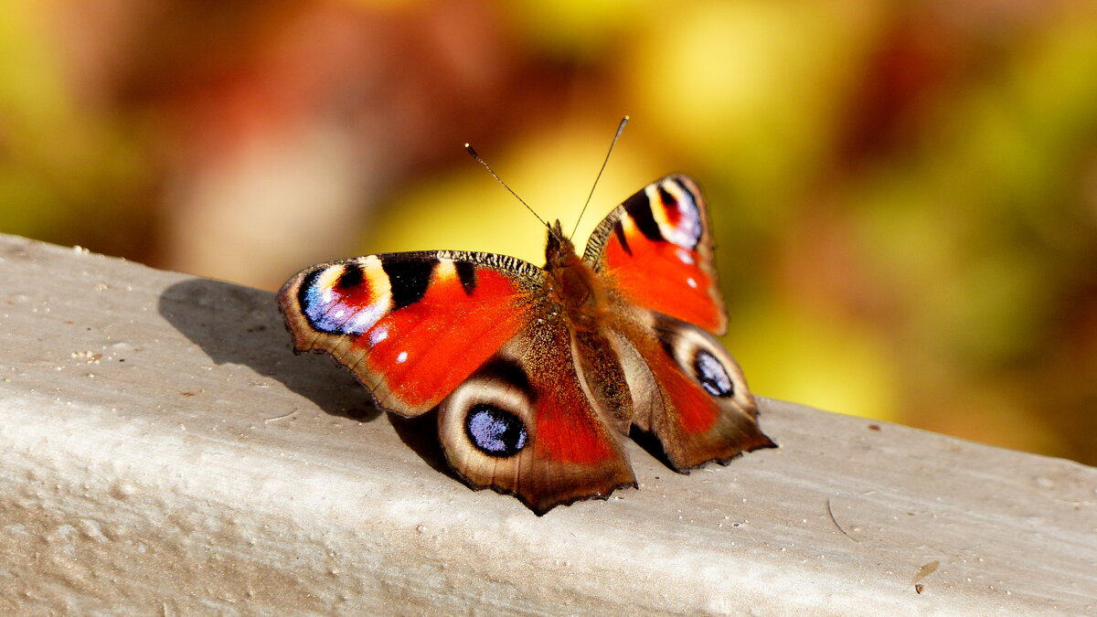 осенние бабочки 5 - Александр Прокудин