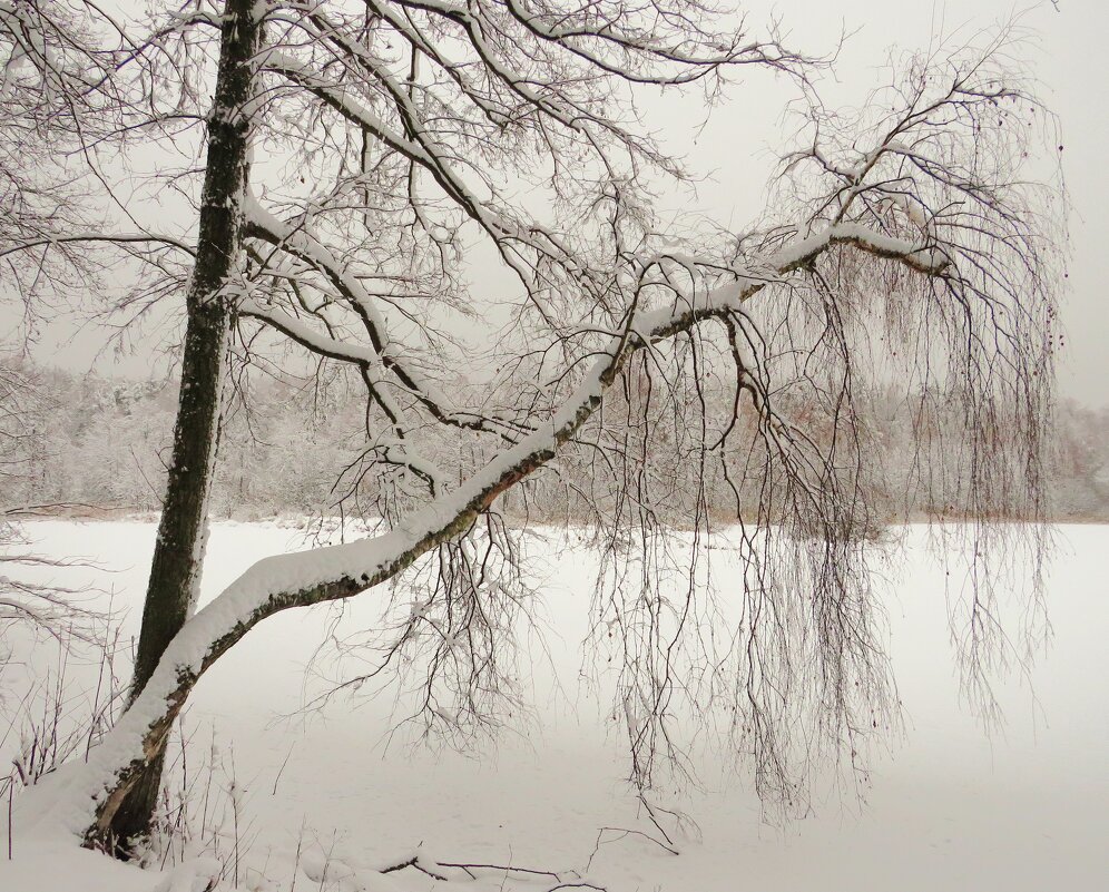 Берёза у зимнего озера - Андрей Снегерёв