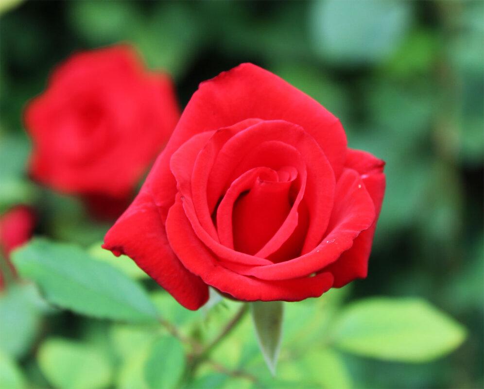 роза красная - Любовь ***