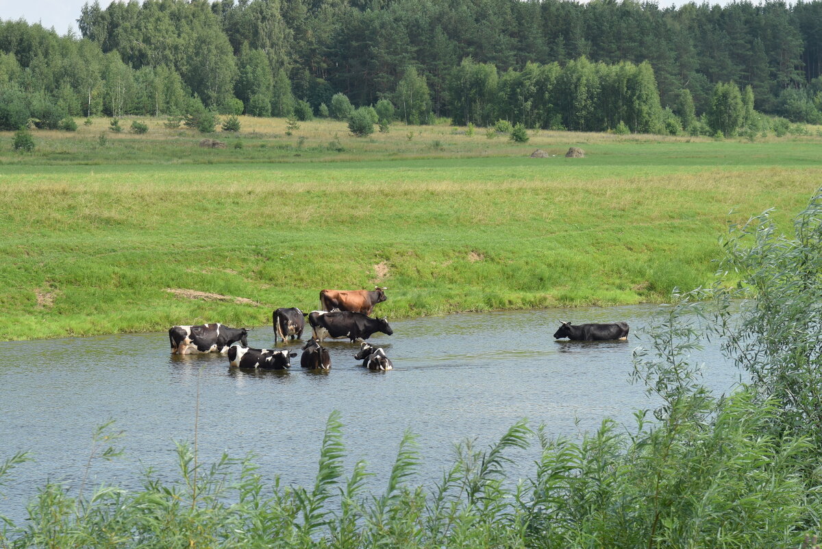 Коровы на речке - Сергей П.
