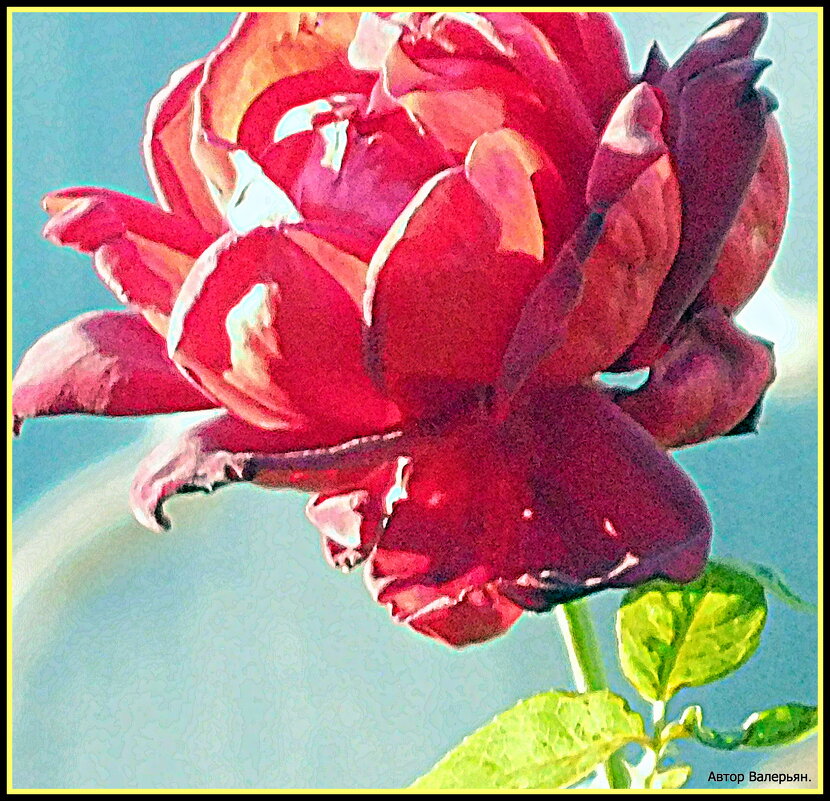 Роза в лучах утреннего солнца. - Валерьян Запорожченко