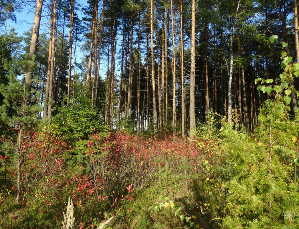 Осенний лес - PRP 