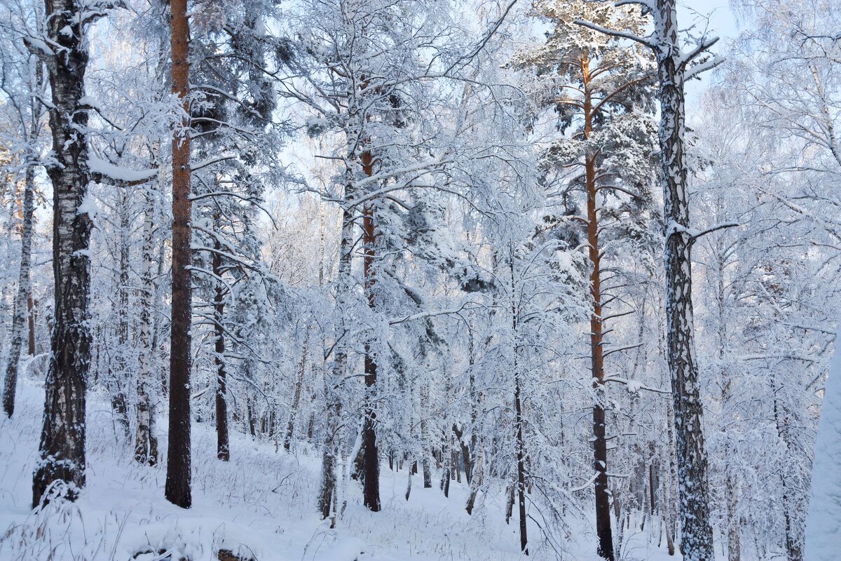 В зимнем лесу. - Алексей Трухин