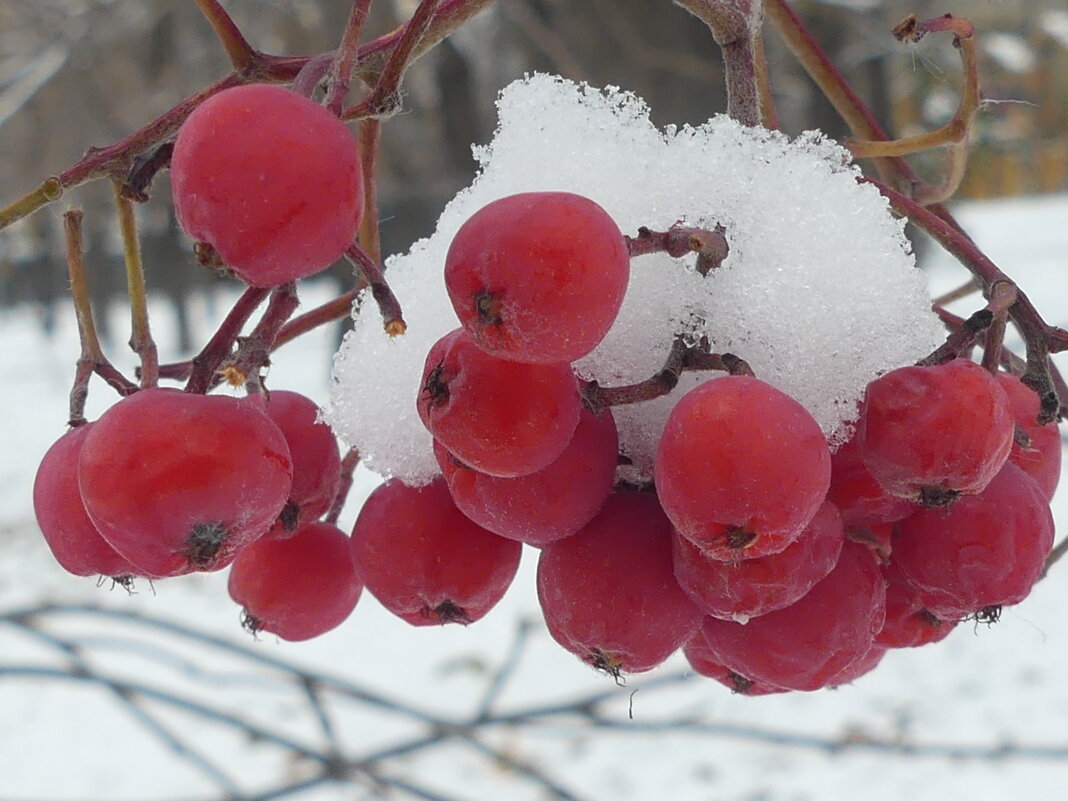 Снежная ягода - Алла Яшникова