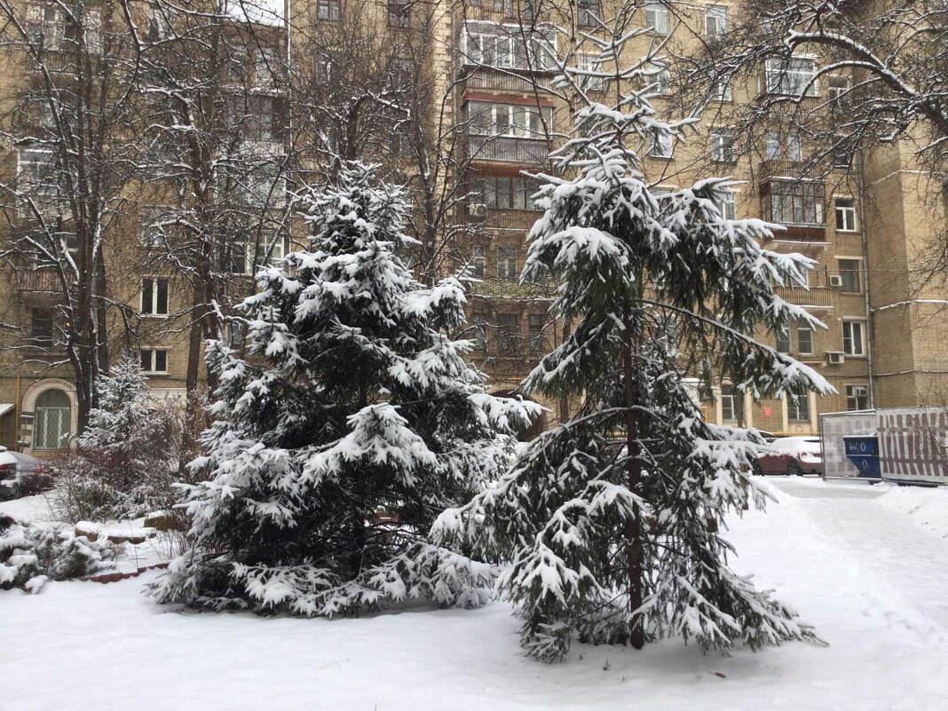 Во дворе две елочки. Одна - с иголочки, другая.... тоже елочка:) - Галина 