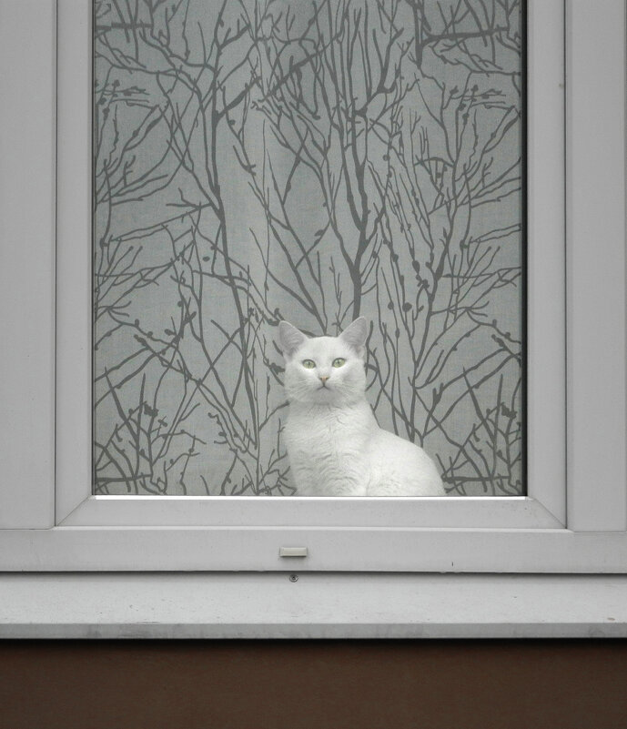 белая кошка в белом  окошке - Лера 
