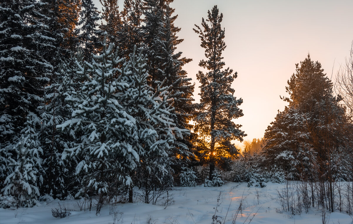 Зима в лесу - Владимир 
