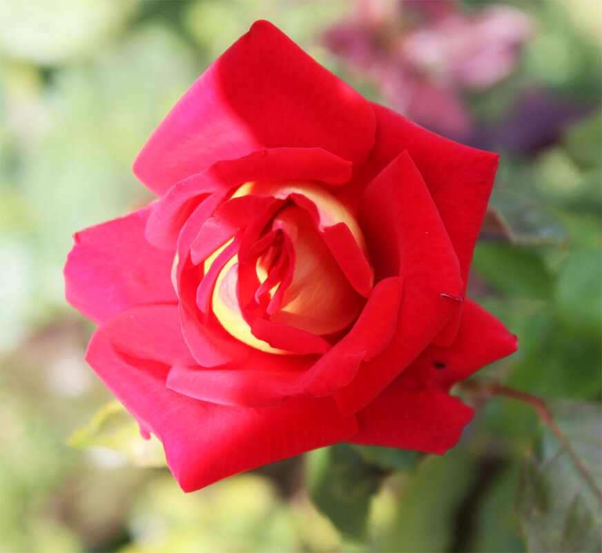 роза флорибунда - Любовь ***
