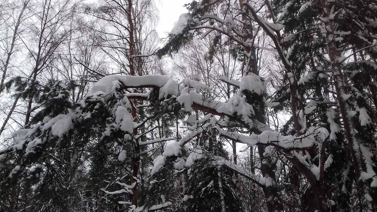 снег  ветках - Владимир 