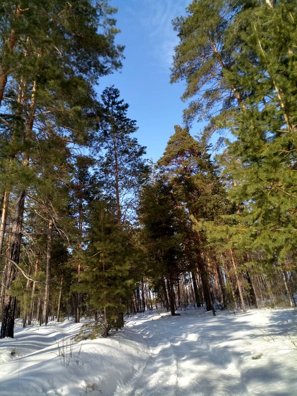 Зима в лесу - Нина Колгатина 