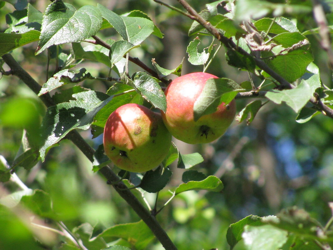 Яблоки в саду. - Валерьян Запорожченко
