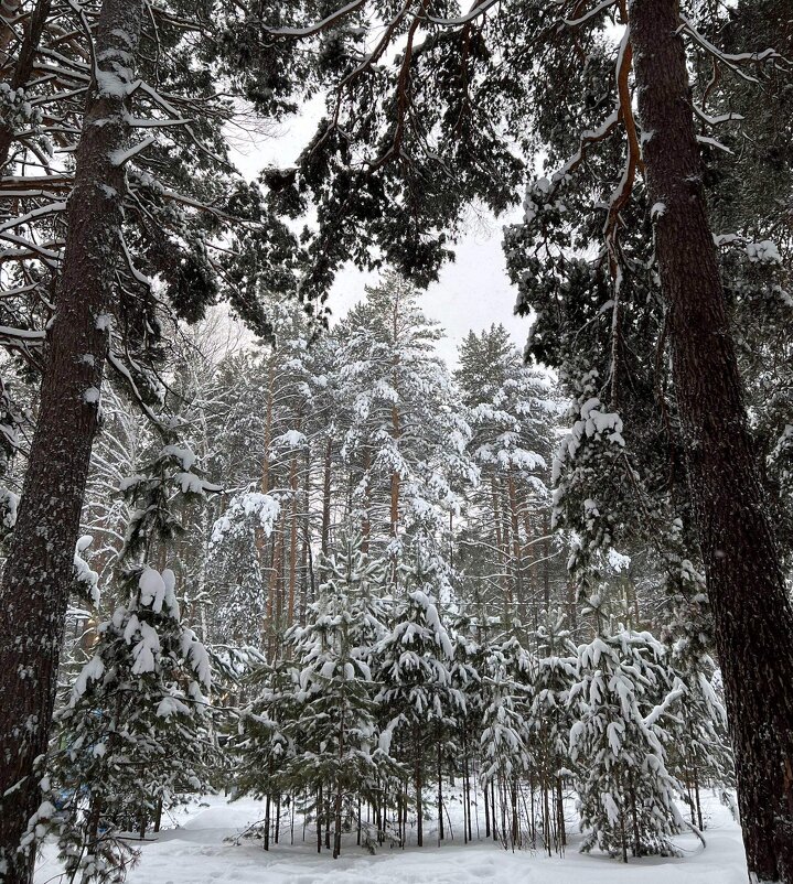 – Лягте, мягкие снега, на леса и на луга, тропы застелите, ветви опушите!.. - Михаил Андреев