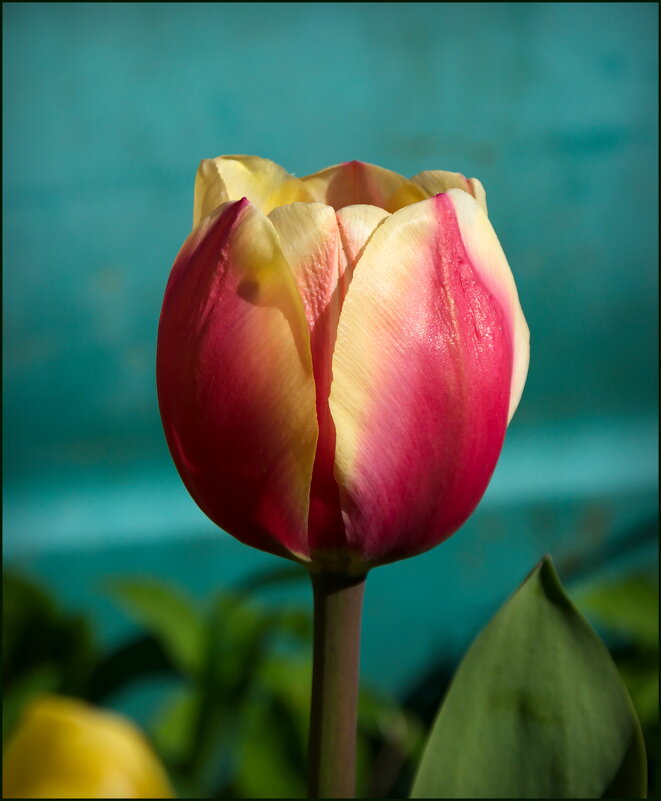 Красавец тюльпан - lady v.ekaterina