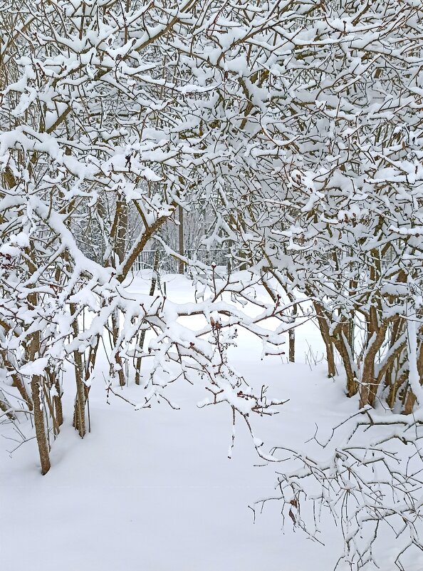 Снежные узоры - Татьяна Тюменка