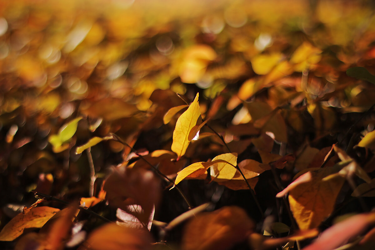 Осенние листья - Olga Kaynova