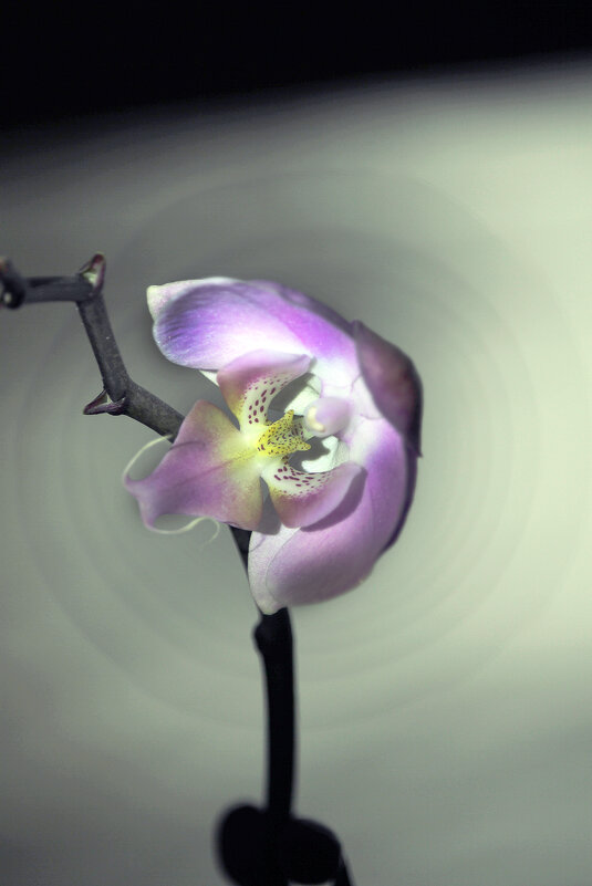 новогодняя орхидея - barsuk lesnoi