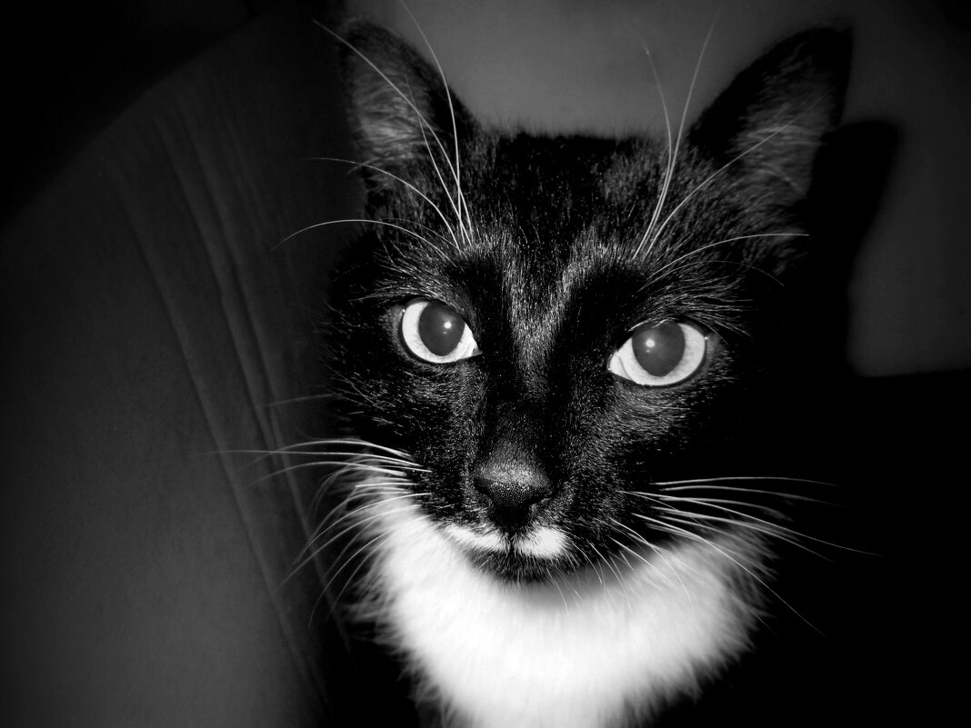 Жил да был Чёрный кот... - Нэля Лысенко