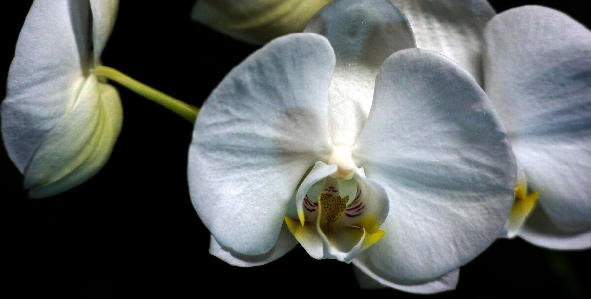 Орхидея - ВАЛЕРИЙ 