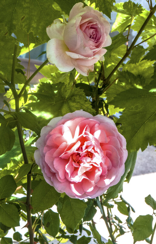 Мир  цветов,розы  в нашем палисаде - Валентин Семчишин