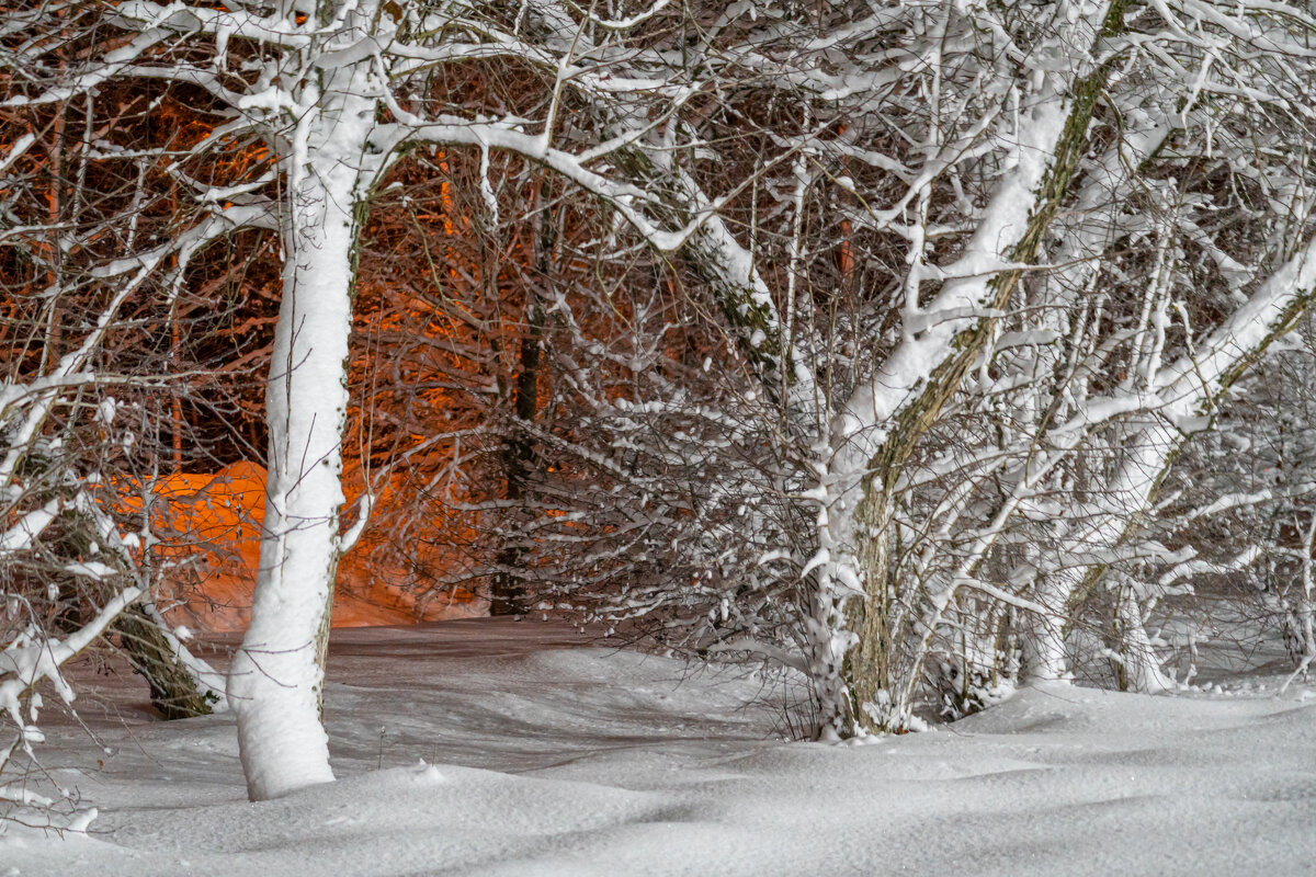 Зимний ночной пейзаж - деревья в снегу и сияющие уличные фонари - Руслан Лесков