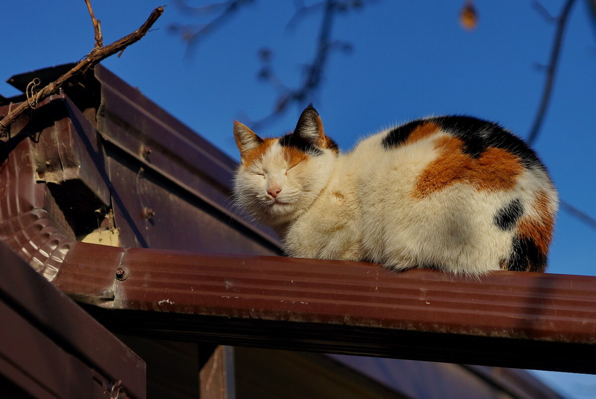 Январский кот - Николай ***