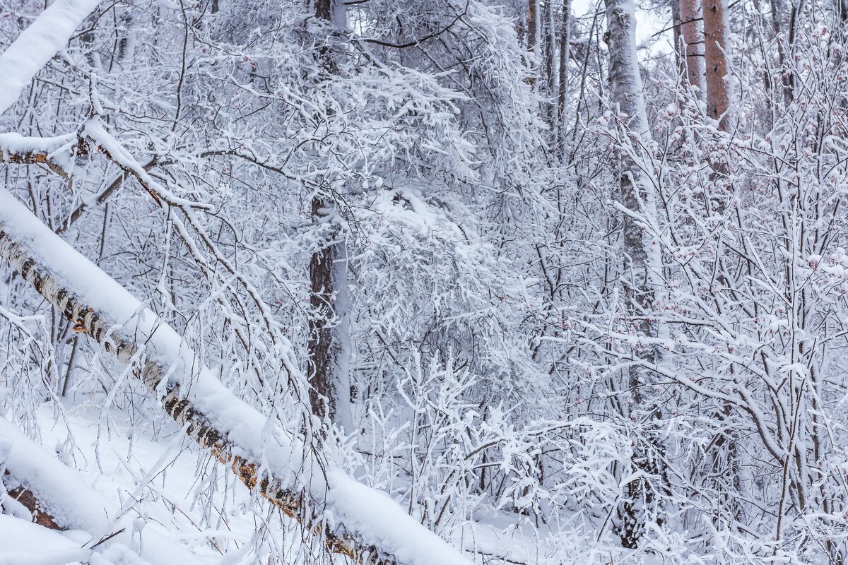 Зимний лес на перевале. - Алексей Трухин