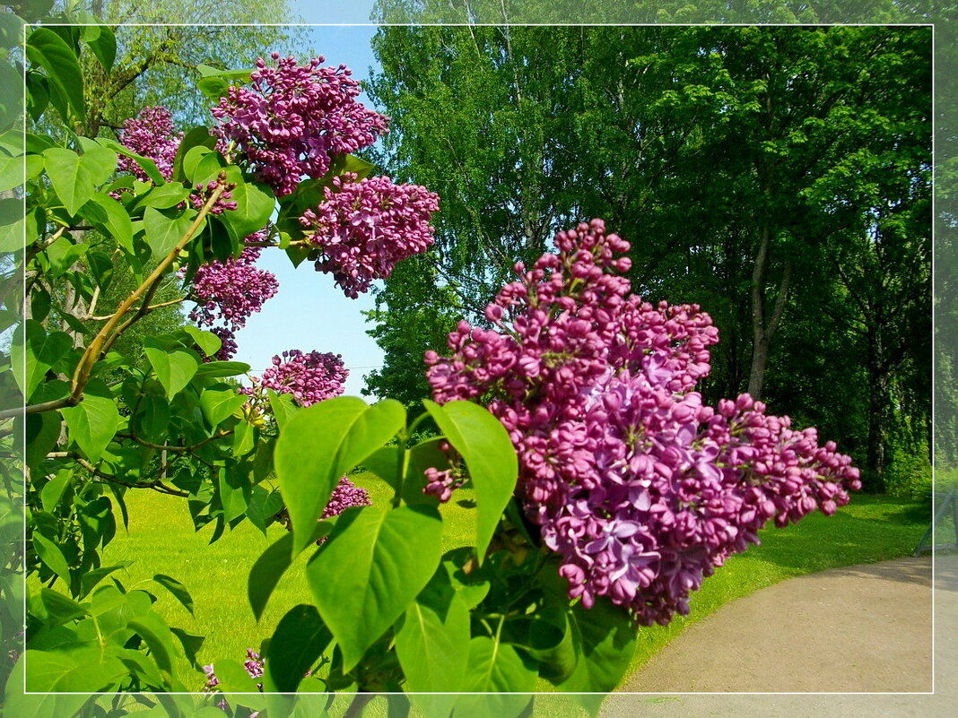 Цветение сирени на весенних аллеях. - Лия ☼