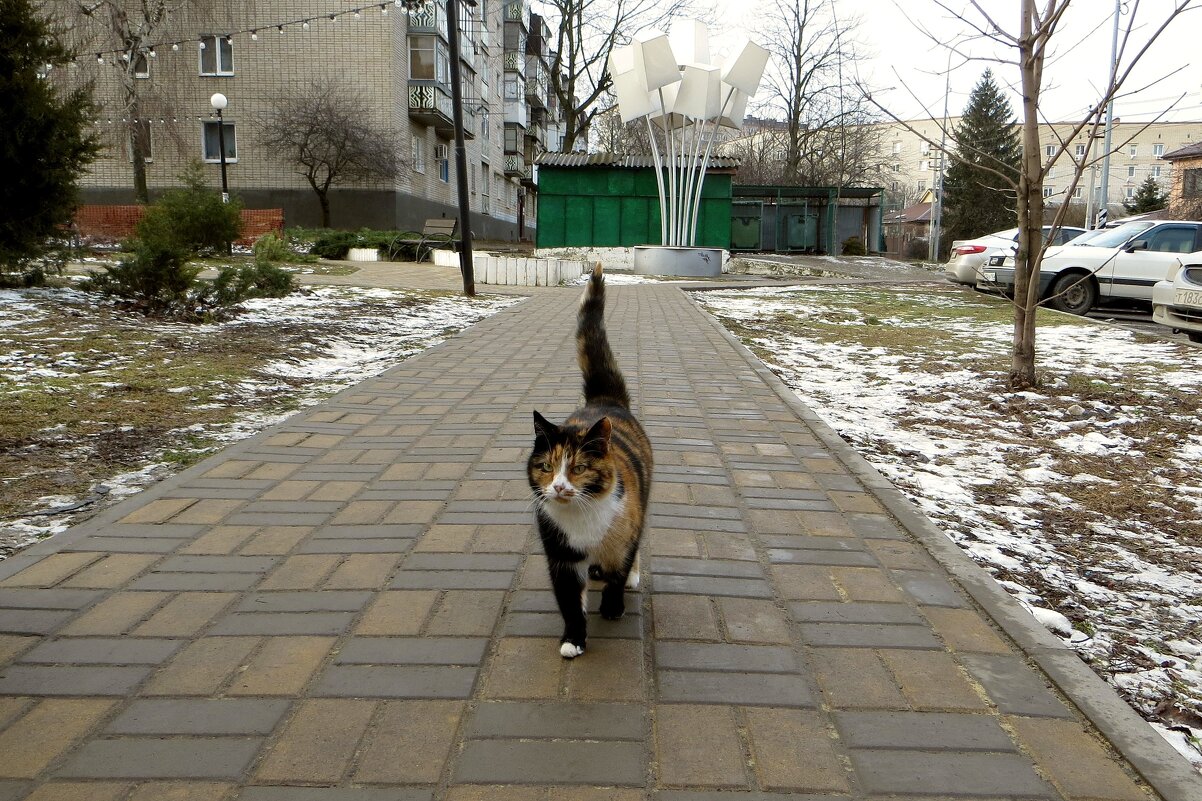 Кошка гуляющая сама по себе - Татьяна Смоляниченко