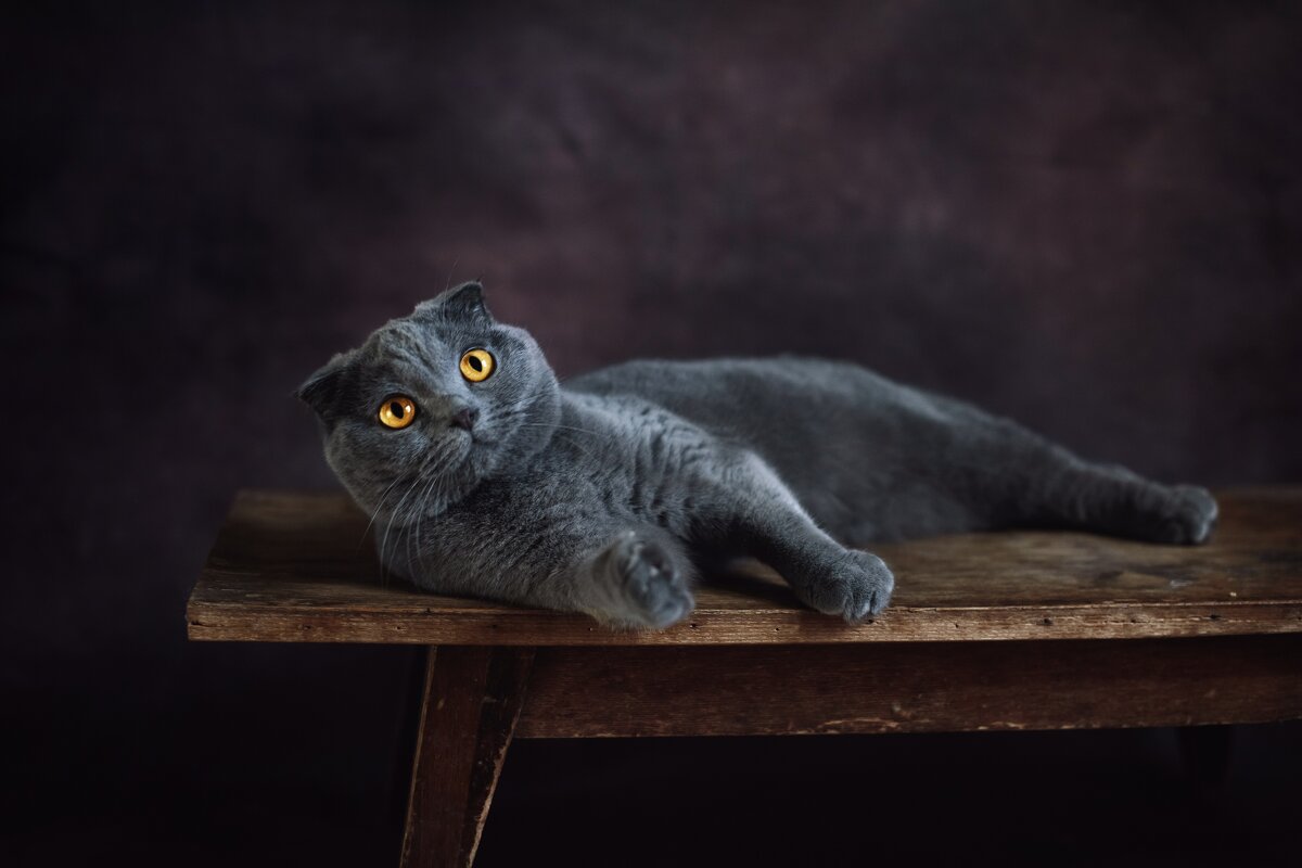 Портрет кошки - Екатерина Леонова