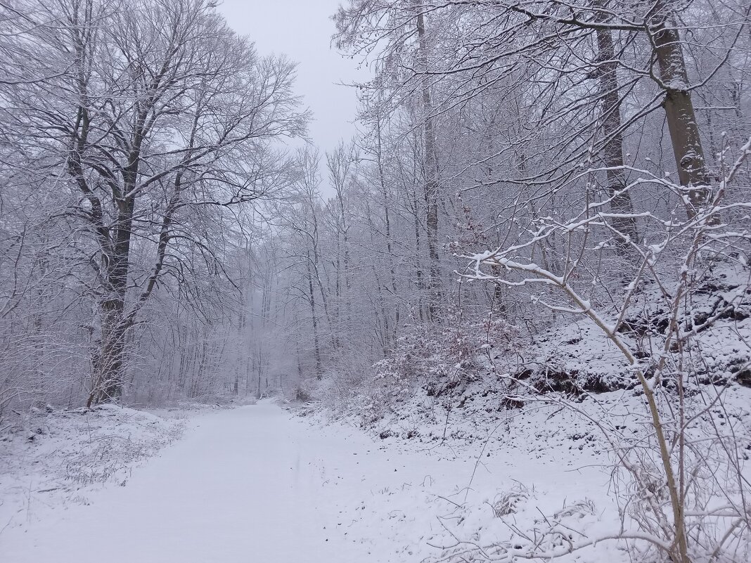 Прогулка со снегом - Heinz Thorns