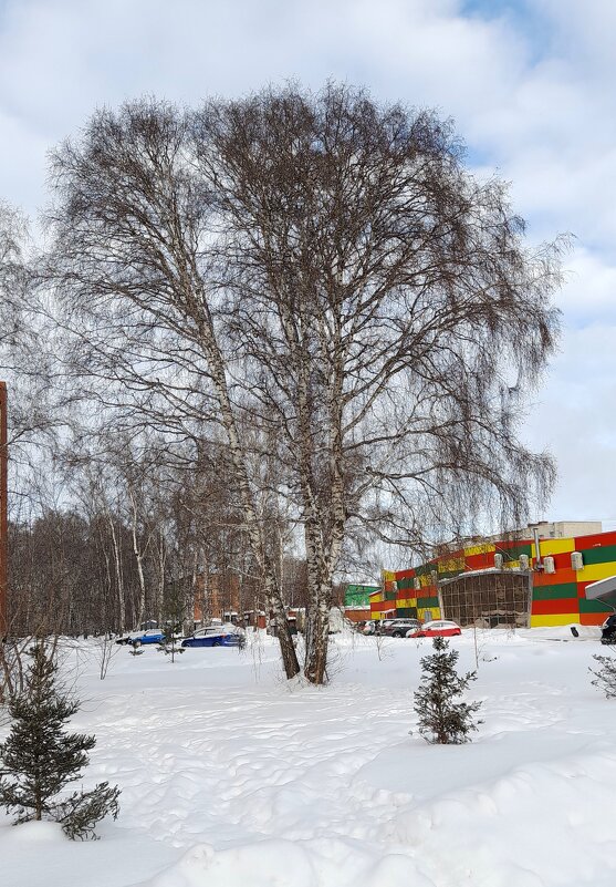 Берёза в городе . Январь . - Мила Бовкун