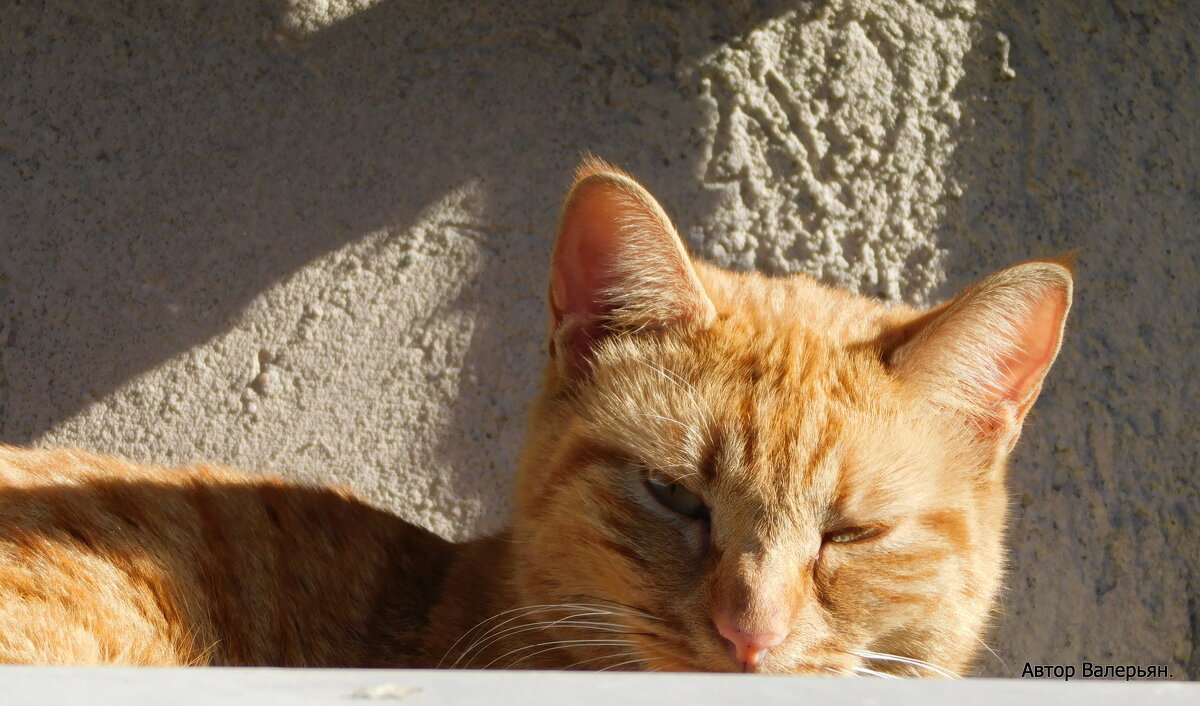 Кошка - дремлет в лучах утреннего солнца. - Валерьян Запорожченко