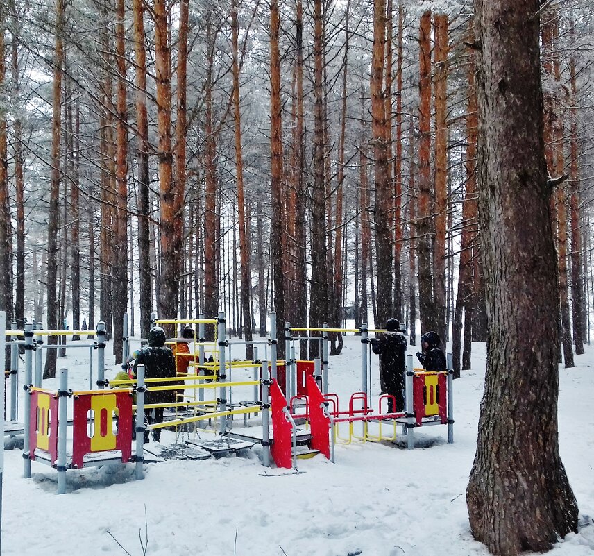 тренажеры в лесу - Владимир 