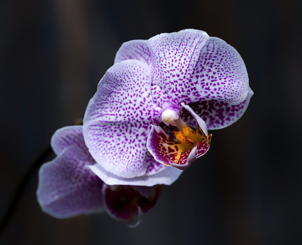 орхидея - Zinovi Seniak