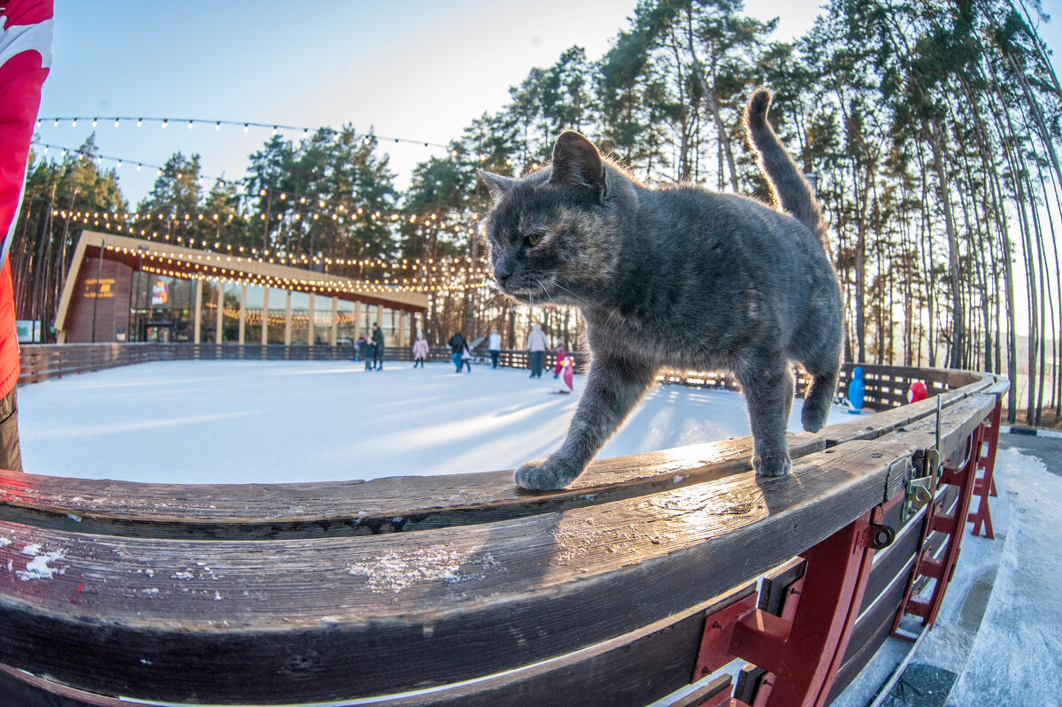 охраник котка - Александр Леонов