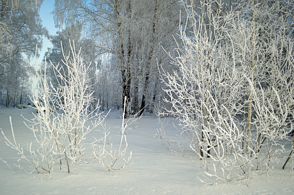 Морозный день в лесу - Татьяна Лютаева