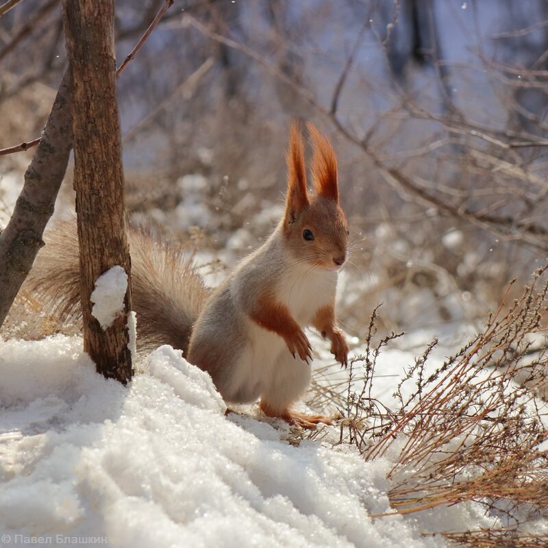 В зимнем лесу - Pavel Blashkin