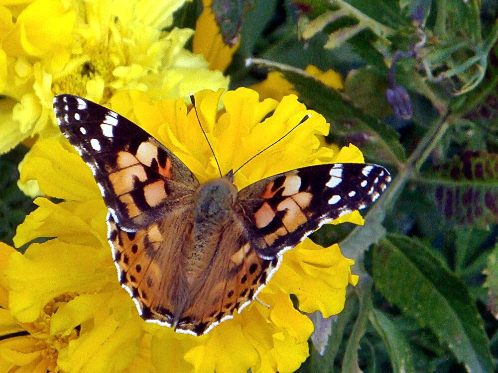 Бабочка на цветке - Светлана SvetNika17