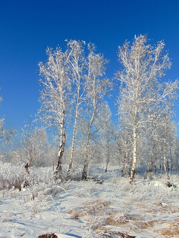 На деревьях серебряный иней,здесь повсюду гуляет мороз. - nadyasilyuk Вознюк